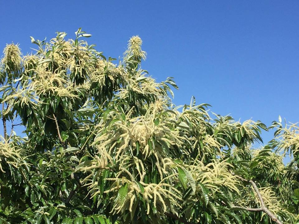 満開 栗の花 営農日記 Ja愛媛たいき